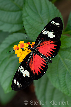 269 Doris-Falter - Heliconius doris